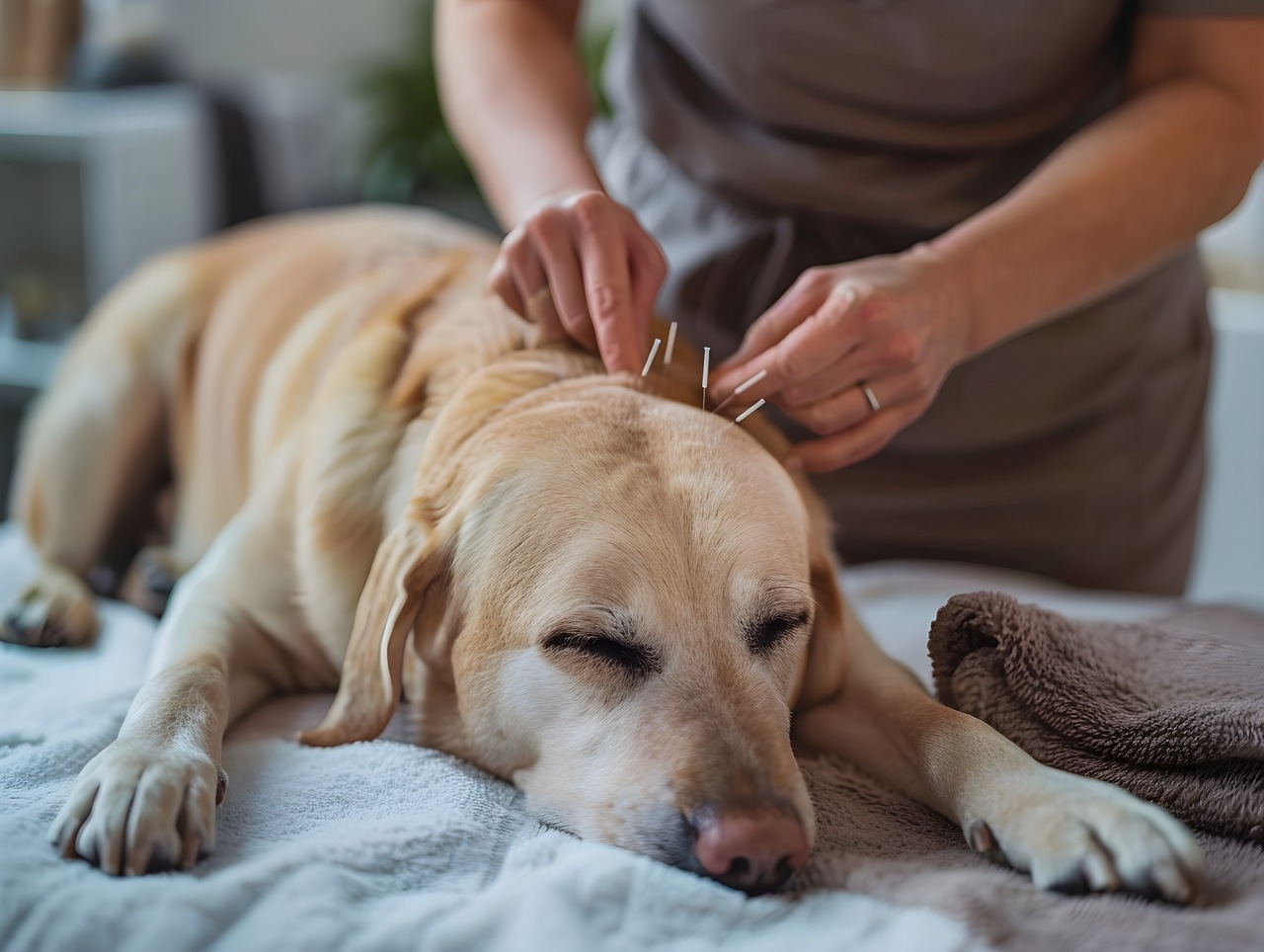curso-de-pos-graduacao-lato-sensu-em-acupuntura-veterinaria