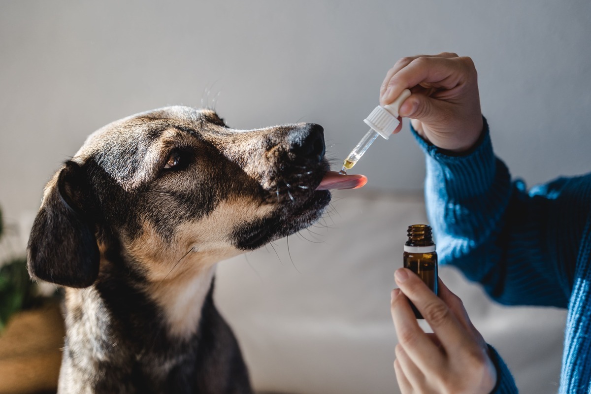 curso-internacional-de-medicina-veterinaria-canabinoide