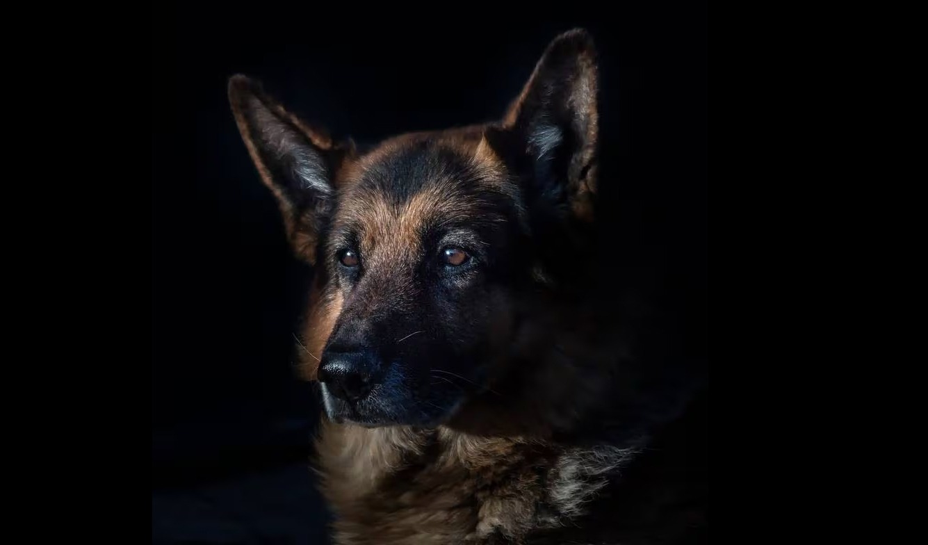 curso-de-pos-graduacao-lato-sensu-em-neurologia-veterinaria